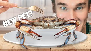 Raising a Grocery Store Blue Crab as a Pet [upl. by Neved]