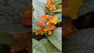 കമ്മൽ ചെടി sunsetbellcopperleaf yshorts youtubeshorts greenlifegarden [upl. by Sankaran]