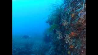 Scuba Diving  BiankasGarden 29072012 with Sardinia Divers [upl. by Hadihahs]