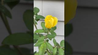 yellowrose rosebud beautifulrose beautifulflowers nature gardenvlog growingroses gardening [upl. by Setiram178]