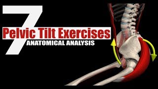 7 Pelvic Tilt Exercises  Anatomical Analysis [upl. by Sorilda]