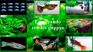 Acuario Empezando con los guppys [upl. by Timms265]