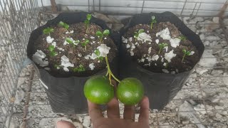 How to plant danlandan seeds  Dalandan planting properly from seeds to Plant [upl. by Santiago]