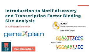 Introduction to Motif Discovery and Transcription Factor Binding Site Analysis [upl. by Goodspeed555]