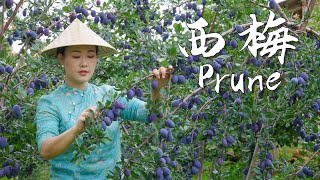 Prunes—The Most Romantic and Refreshing Purple Fruit of Autumn【滇西小哥】 [upl. by Claudius]