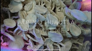 Cultivar Hongos mágicos desde cero EN CASA es posible P Cubensis [upl. by Tung]