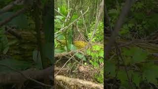 Pokeweedberry Phytolacca americana pokeberry pokeweed cvnka touchleaves buglife foraging bug [upl. by Jaquenetta]