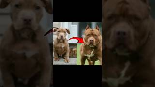 puppies vs growth up😈😈🥶 pitbull doberman rottweiler kangal😈😈 growth up viral shots [upl. by Lovell]