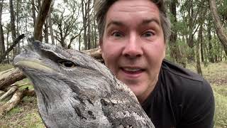 Manninghams Backyard Biodiversity Tawny frogmouth [upl. by Kcin]