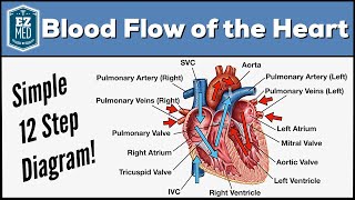 Blood Flow Through the Heart Made Easy  Cardiac Circulation Animation [upl. by Ingvar]