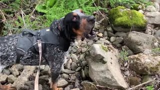 Bluetick Coonhound Baying [upl. by Theresa573]