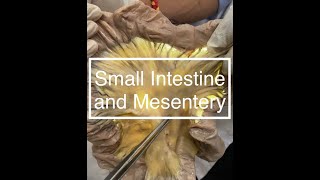 Small Intestine and Mesentery Dissection [upl. by Hayouqes]