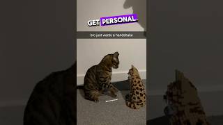 He tries Pawshaking with his new friend 😂 funny cat [upl. by Adamson216]