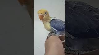 African Love Bird Chick DF Violet Parbule Opalinelovebirdshorts [upl. by Sucitivel582]