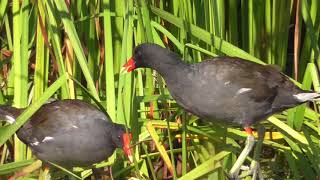 Common GallinuleMoorhen [upl. by Llenrap]