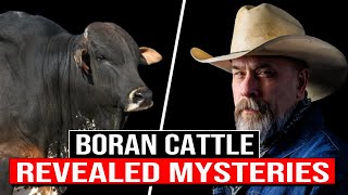 ⭕ Revealed Mysteries Of BORAN Cattle The Jewel Of Africa ✅ biggest bull in the world [upl. by Airekal]