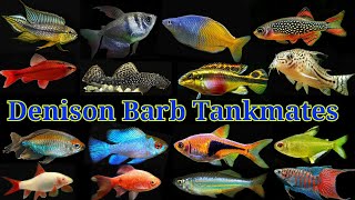 Top 20 Tank Mates Of Denison Barb  Roseline Shark Tank Mates [upl. by Aeriell]