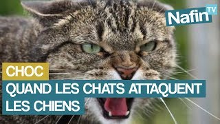 Quand les chats attaquent les chiens [upl. by Eednyl795]