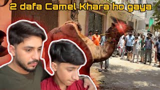 Angry Camel Qurbani  Eid pe sab Emotional ho gaye 🥺💔 [upl. by Dera198]