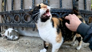 Cat with a very ticklish back  Her reaction is hilarious [upl. by Eyahsal]