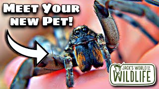 The Top 3 BEST PET SPIDERS You Can Find IN The US [upl. by Ailenroc288]