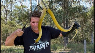 Worlds Two Deadliest Snakes In Australia [upl. by Orbadiah]