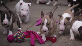 Mini Bull Terriers WeShootit puppies From Friars Point 2018 [upl. by Nolubez]