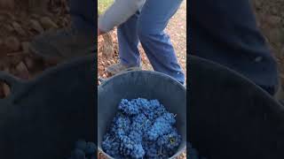 Harvest moments from last season 🥰🍇nachoviticultura [upl. by Tsyhtema]