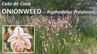 ONIONWEED California Wildflowers Asphodelus fistulosus in Coto de Caza California [upl. by Hodess]