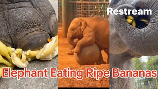 Elephant Eating Ripe Bananas and Playing a Ball👍 [upl. by Aerdnahc]