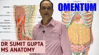 PERITONEUM Part 2  OMENTUM [upl. by Nerw]