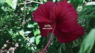 sofia  clairo cover [upl. by Loats]