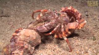 Incredible footage of hermit crab changing shells with anemones [upl. by Abixah344]