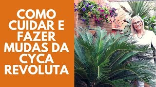 Como cuidar da palmeira Cyca Revoluta  Flávia Kremer [upl. by Petit]