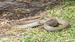 Man dies from snake bite in North Queensland [upl. by Fadiman]