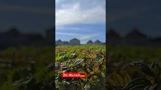 Nymphenburg palace shortfeed youtubeshorts viral germany munich nymphenburg weather reels [upl. by Ijuy]