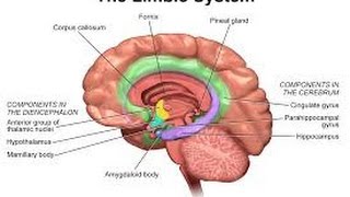 2014 Personality Lecture 16 Extraversion amp Neuroticism Biology amp Traits [upl. by Adlitam754]