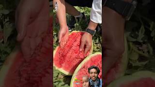 Fresh Watermelon Cutting  Enjoy Beautiful Nature Life  Fresh Farm Ninja Fruit Cutting 🍉🍇🍓🍌 [upl. by Einahets]