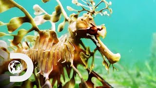 The Leafy Sea Dragon Is A Mythical Looking Creature  Weird Creatures With Nick Baker [upl. by Brunella]