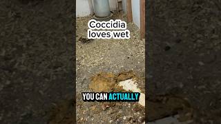 How to PREVENT coccidiosis in backyard chickens [upl. by Lramaj]