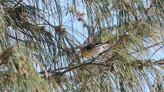 Striated Pardalote Hervey Bay Qld [upl. by Dnomyaw638]