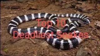 Top Ten Deadliest Snakes [upl. by Jada]