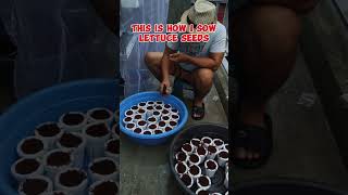 SOWING PELLETIZED LETTUCE SEEDS  DIRECT SOWING [upl. by Skees]