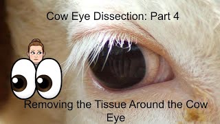 Cow Eye Dissection Part 4 Removing the Tissue Around the Cow Eye anatomy and physiology lesson [upl. by Laith90]