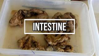 Intestines  small and large gross anatomy [upl. by Norek]