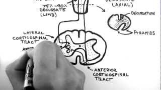 Spinal Pathways 4  Corticospinal Tract [upl. by Esihcoc]