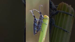 quotInsect Love The Ultimate Mating Ritualquot insects love bug wildlife shorts romantic bug [upl. by Ebneter642]