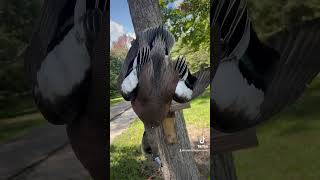 Drake wigeon👍🔥 waterfowltaxidermy fypシ゚viral ducks duckhunting [upl. by Eyahs]