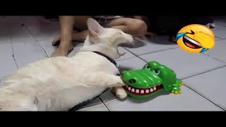 😆🐱 Funniest Cats and Dogs New Funny Animals 2024 🐱🐕  0 [upl. by Halil]