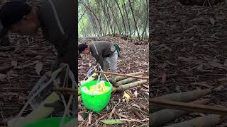 Amazing Beautiful Bamboo Farm With Harvesting Bamboo Shoot Farm [upl. by Tomaso198]